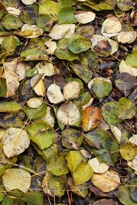 Full frame shot of dry leaves on field