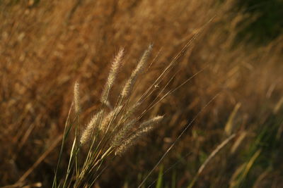 Close-up of stalks in wheat field
