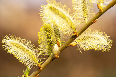 Close-up of flowering plant