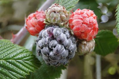 Close-up of strawberry growing on plant