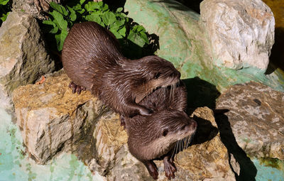 High angle view of animal on rock