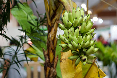 Close-up of fruit growing on plant