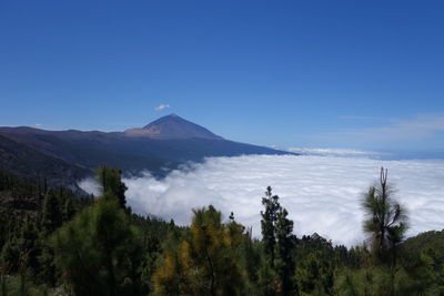 Scenic view of trees against blue sky