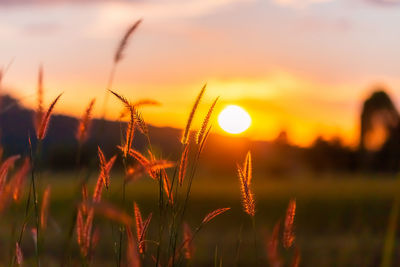 Close-up of stalks in field against sunset