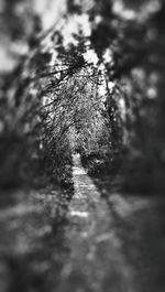 Walkway along trees