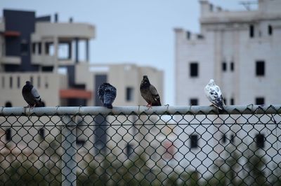 Pigeons perching on a fence