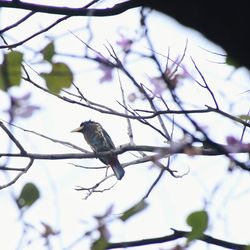 Low angle view of bird perching on branch