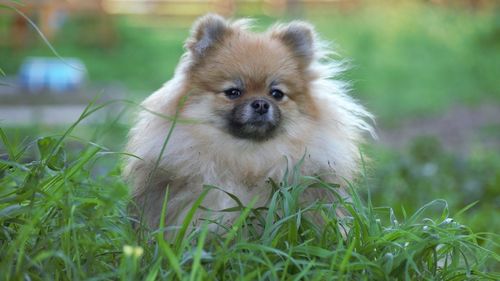 Portrait of a dog on field