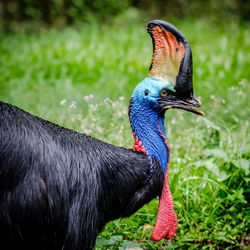 Close-up of bird perching on grass