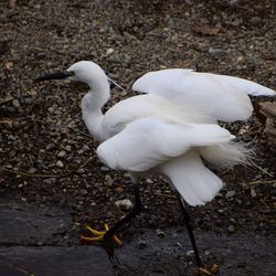 High angle view of white duck in water