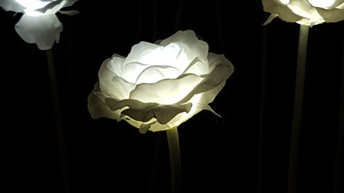 Close-up of white rose