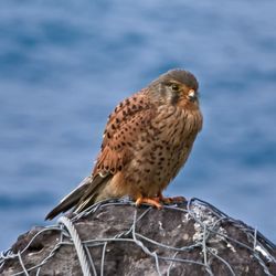 Kestrel perching on rock against sea