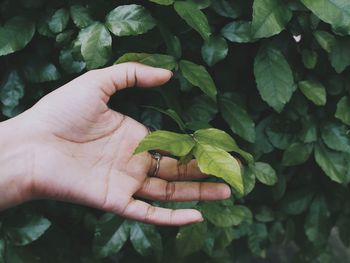 Close-up of hand holding leaves