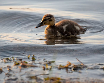 Duck swimming in lake