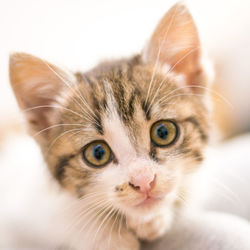 Close-up portrait of cat