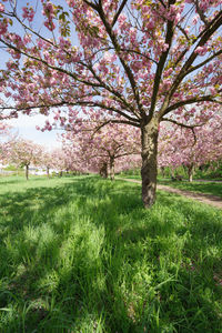 View of cherry blossom tree in field