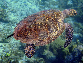 Top view of swimming sea turtle in curacao, dutch antilles