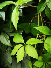 High angle view of green leaves