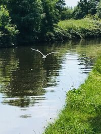 Bird flying over lake