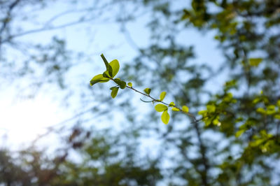 Low angle view of plant against sky