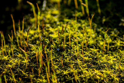 Close up of grass