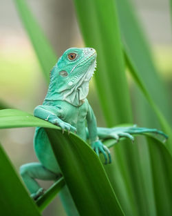 Close-up of lizard