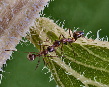 Close-up of ant on plant