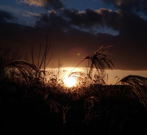 Close-up of silhouette plants on field against sky during sunset