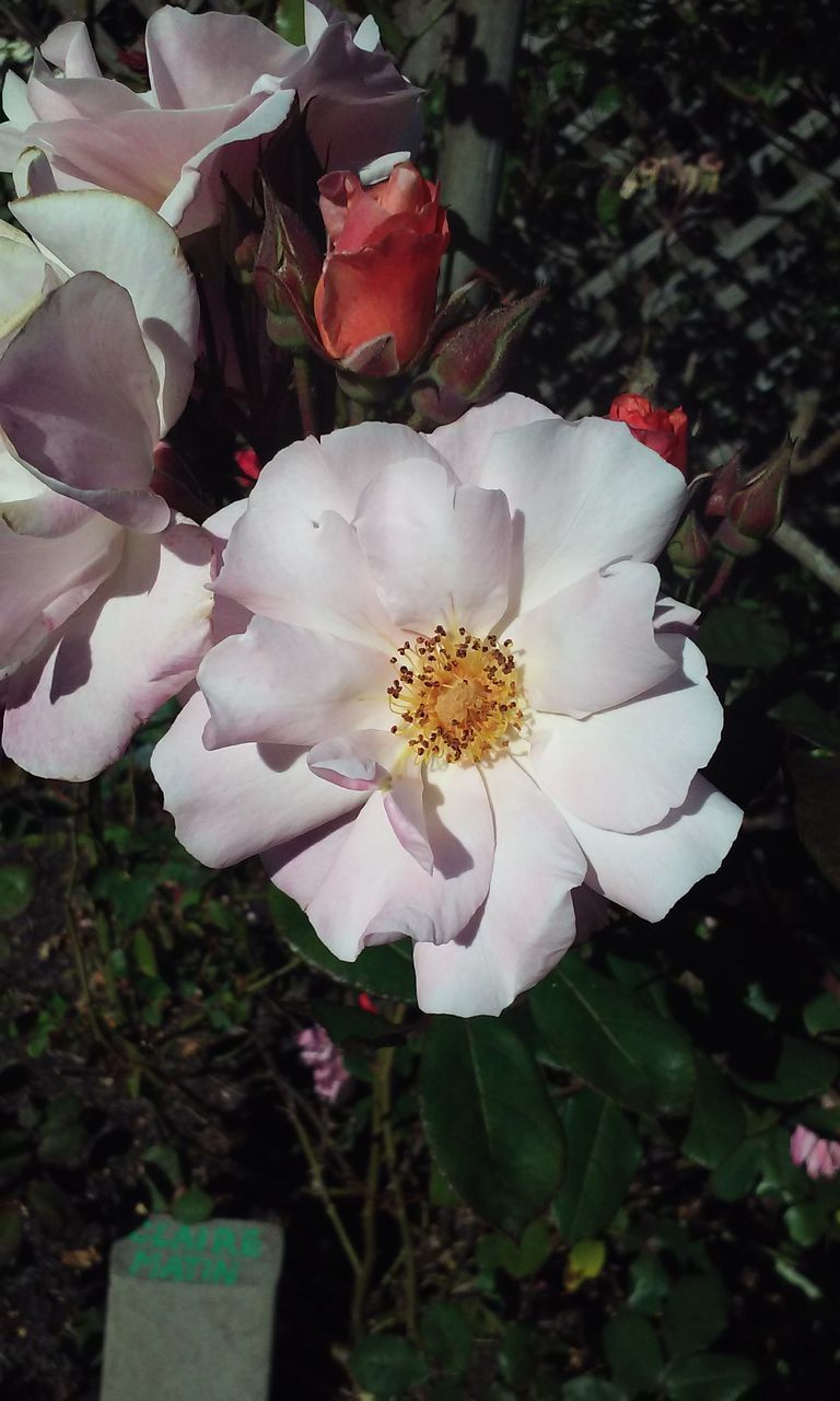 CLOSE-UP OF WHITE ROSE ON PLANTS