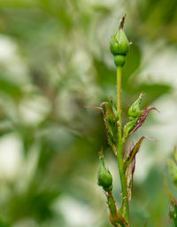 Close-up of flower buds growing outdoors