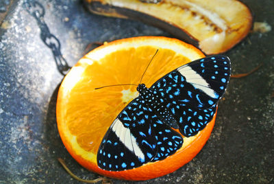 Close-up of butterfly on leaf