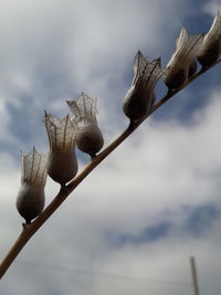 Low angle view of dried plant against cloudy sky