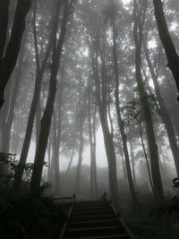 Low angle view of trees in forest against sky