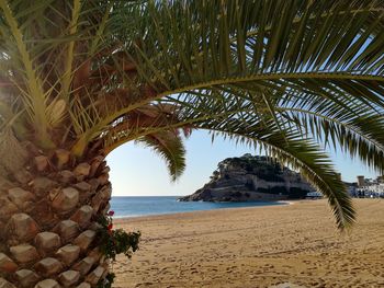 Scenic view of beach seen through palm trees