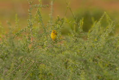 Close-up of yellow flowering plant