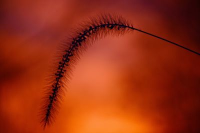Close-up of stalks against orange sky