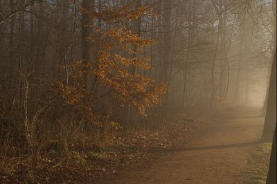 View of trees in forest during autumn