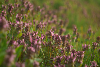 Close-up of flowers blooming in field