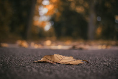 Close-up of dry maple leaf