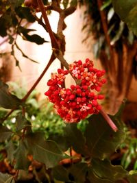 Close-up of red flowers blooming on tree