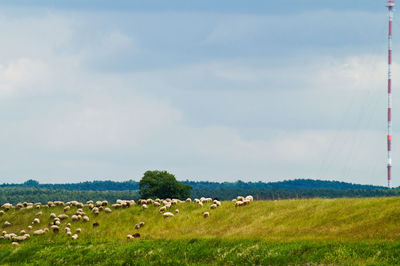 Flock of sheep grazing on grassy field against sky