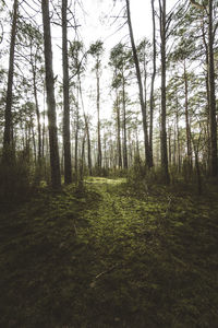 Trees growing in forest