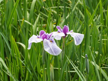 Close-up of purple iris flower on field