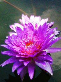 Close-up of pink flower