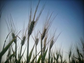 Plants growing on landscape against blue sky