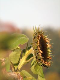 Close-up of insect on plant