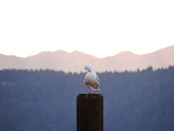Seagull perching on wooden post against sky during sunset