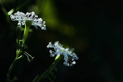 Close-up of white flowering plant
