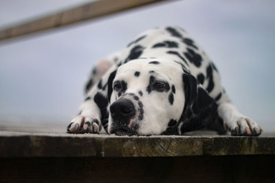 Close-up of dog - dalmatian lying down