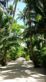 Road passing through forest